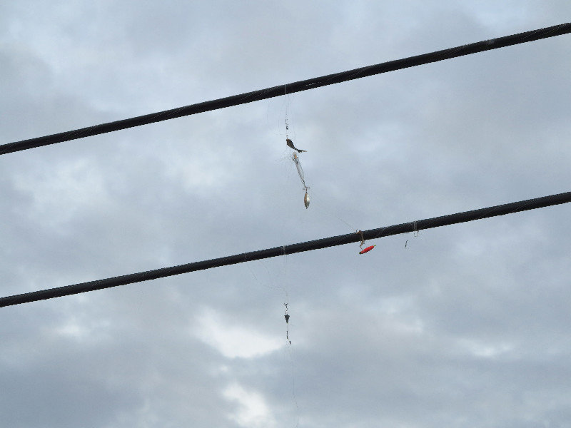 Lures and Sinkers on the Power Lines