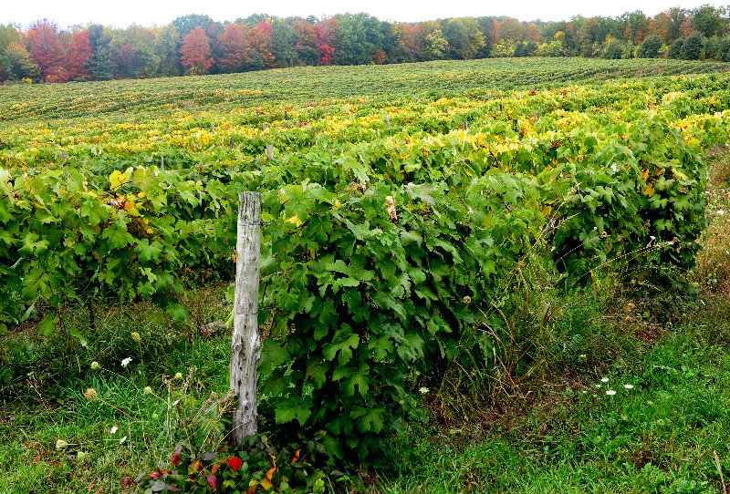 Vineyard in the Finger Lakes area