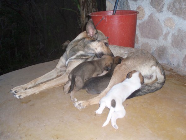 India and pups