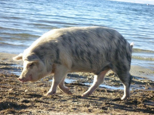 The most beautiful pig in the world.... in LaurenÂ´s humble opinion anyway
