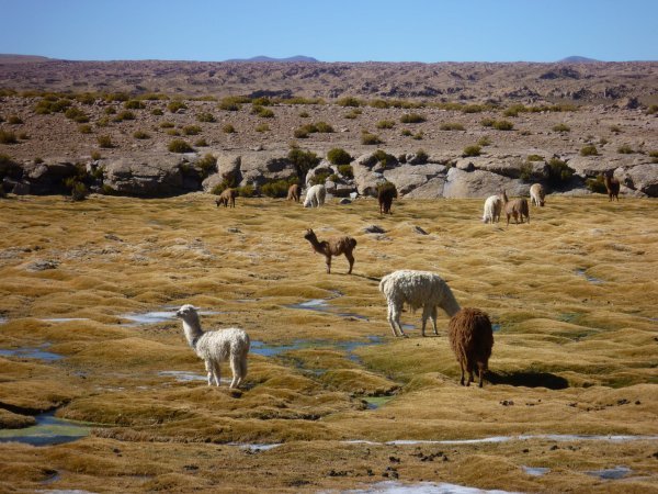 Llama land