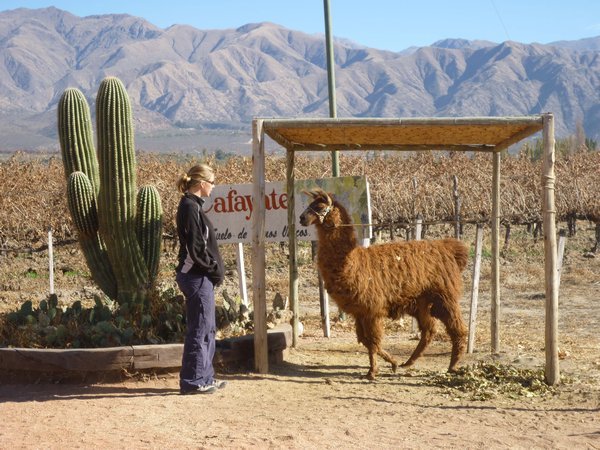 After a few glasses of wine... Lauren started trying to talk to llamas