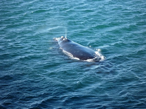Whale 1