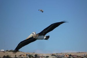 Pelicans over Bahia