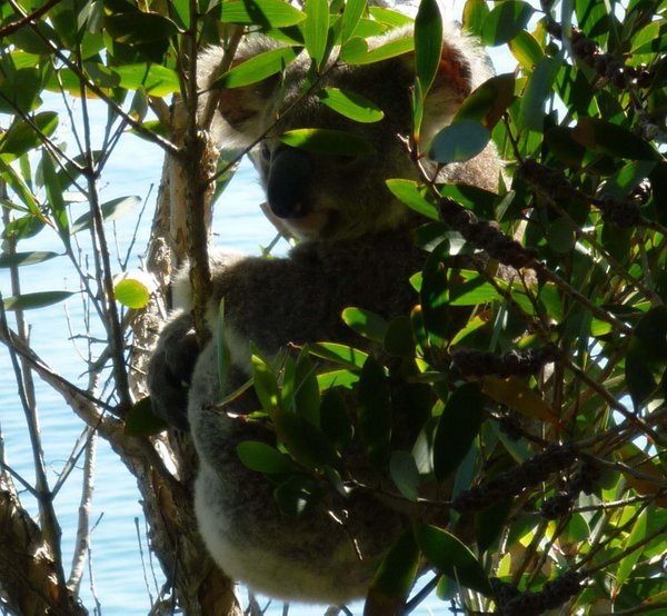 Close up koala