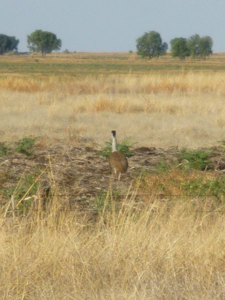 An emu-like bird