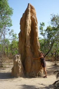 Lichfield Park: Termite love