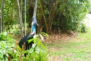 Our cassowary statue
