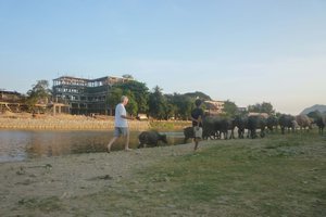 Si herding buffalo in Vang Vieng