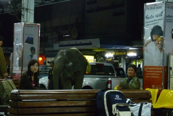 The elephant in the room... or rather bus station