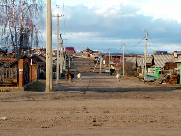 Cows in the streets of Kuzhir