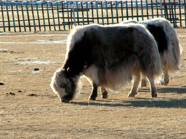 Eighties yak
