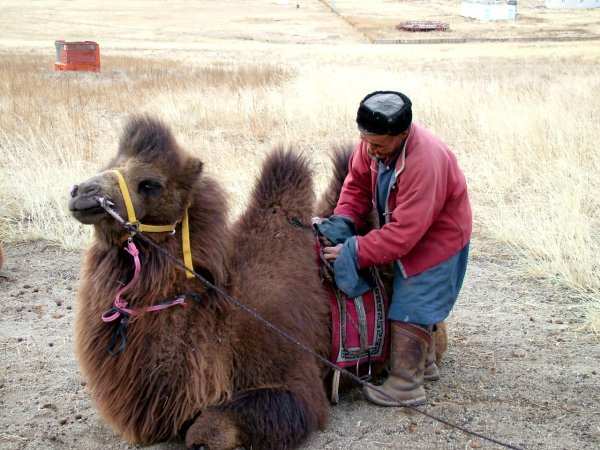 Boor and his camel