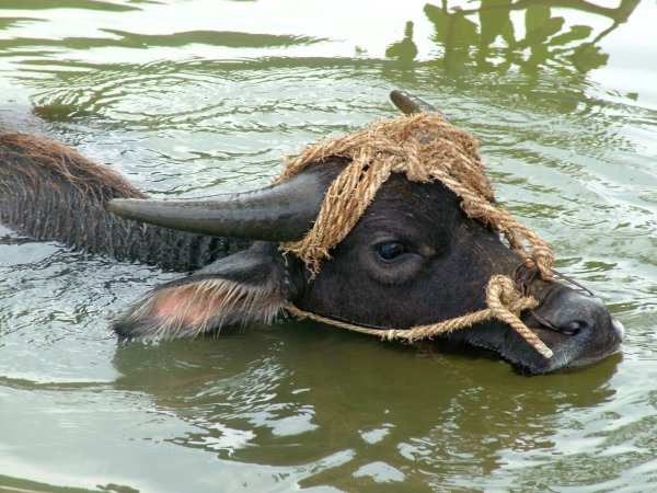 Other buffalo bathing