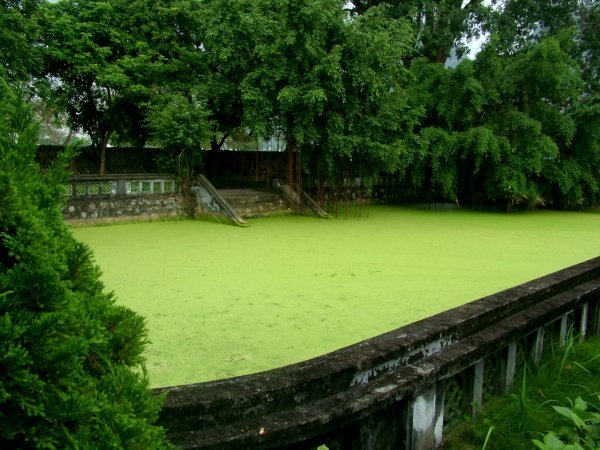 Green pond
