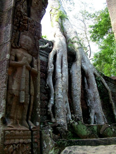 Overgrown tree at Preah Khan
