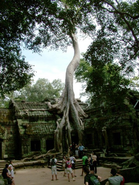 Overpowering tree at Ta Prohm