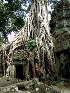 Roots over Ta Prohm