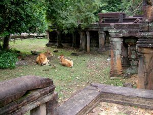 Cows grazing around the temple