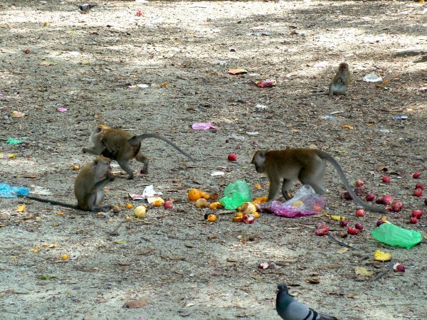 Monkeys in the rubbish