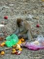 A monkey playing with food and rubbish