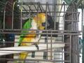 Parrot at Treehouse Restaurant