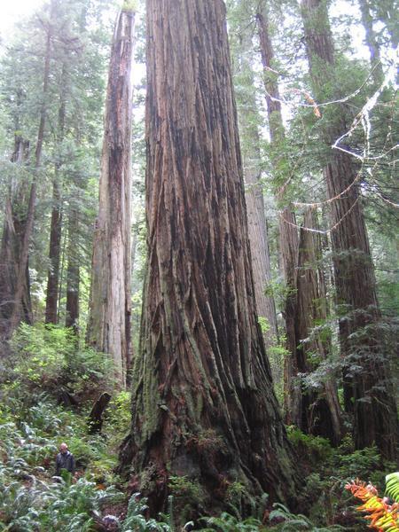 A big tree, Redwoods NP