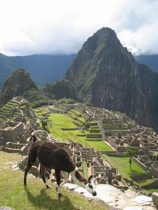Machu Picchu and a llama