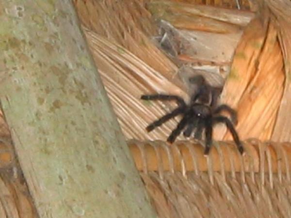 The resident tarantula