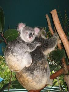 Koalas!