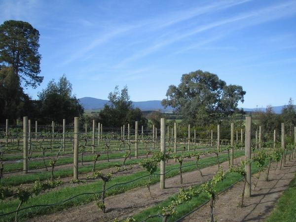 Yarra Valley wineries