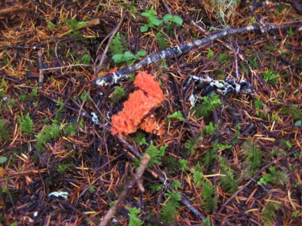 The Deadly Coral Mushroom