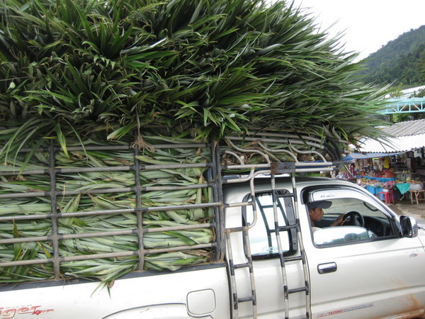sugarcane overload
