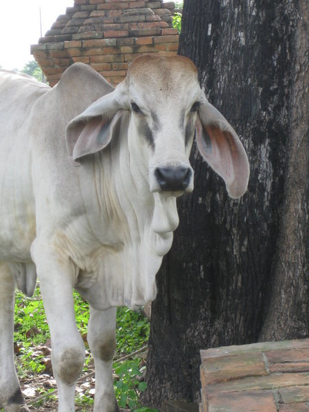 Beautiful Brahmin bovine