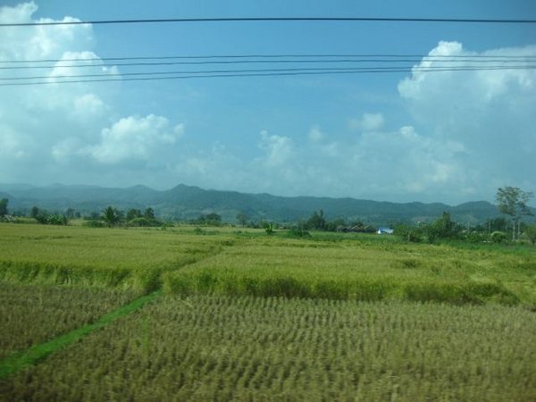 Rice Paddies on the way to Mae Salong