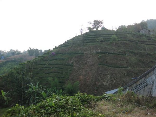 Tea growing on a slope near town