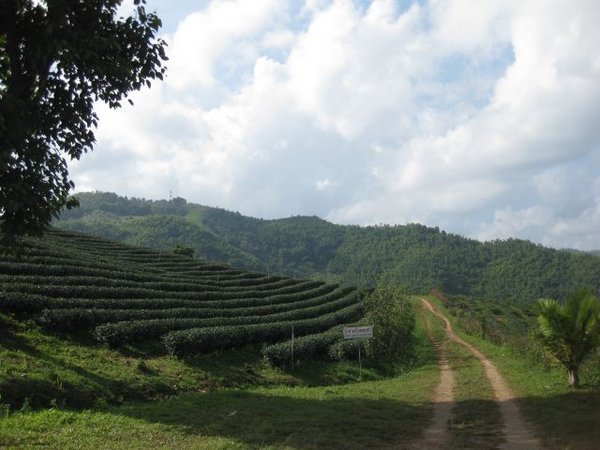 Mae Salong 101 Tea Plantation
