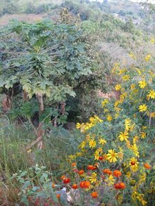 Wildflowers and a papaya tree