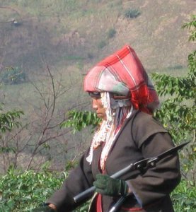 Akha woman harvesting tea