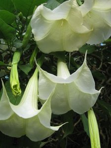 Local datura