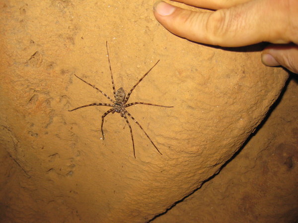 Huge, fast, jumping cave spider!