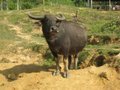 This water buffalo was very happy to hang out