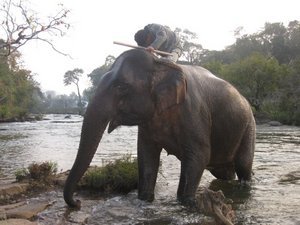 Just up the river, two elephant ladies live and work.
