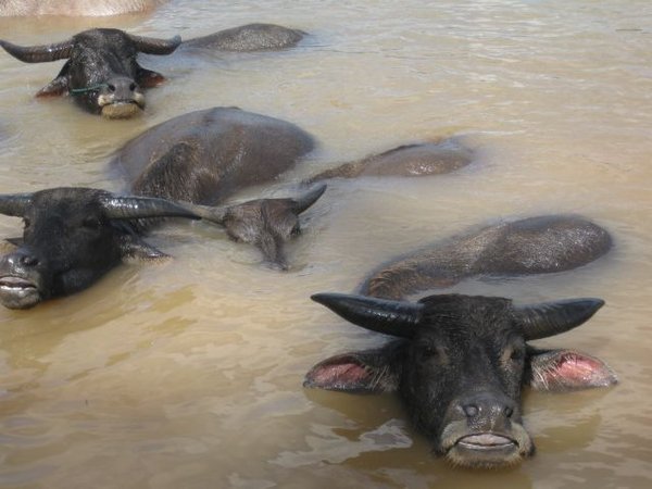 water buffaloes keeping cool