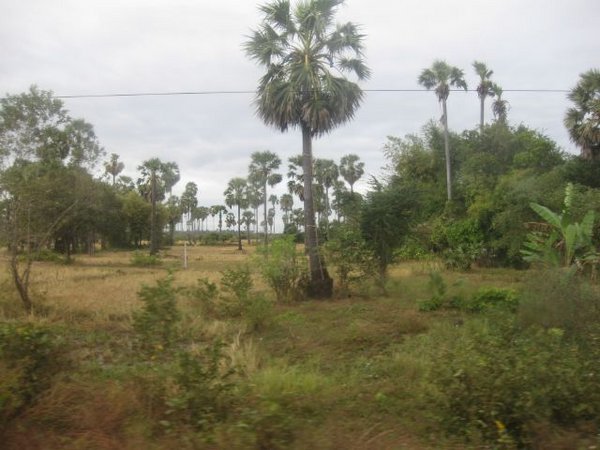 lots of palms and rice fields
