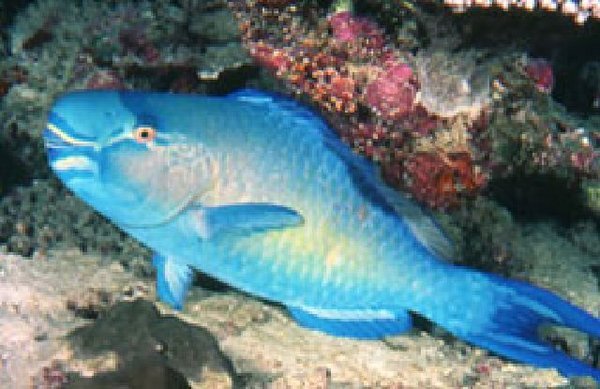 Ember Parrotfish (male)