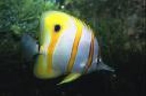 Copperband Butterfly Fish