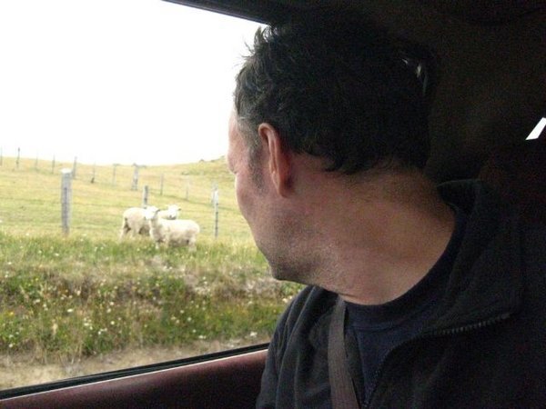 NZ's national pasttime, sheepgazing