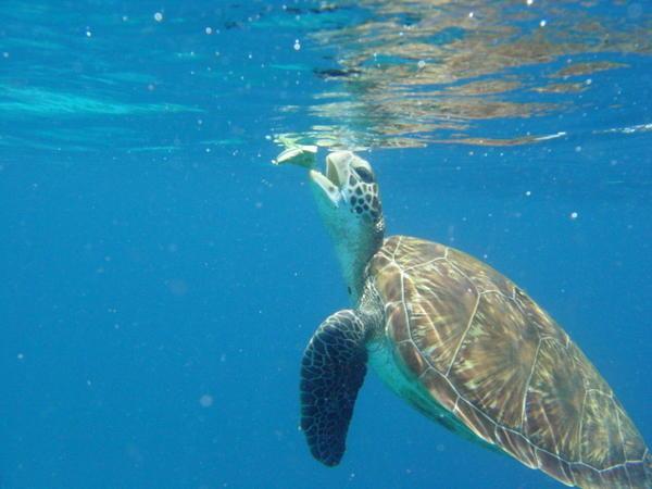 Sea Turtle, Similian Islands