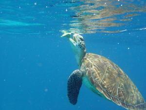 Sea Turtle, Similian Islands